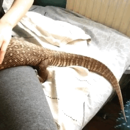 色んな尻尾が見たい！