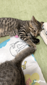 色んな尻尾が見たい！