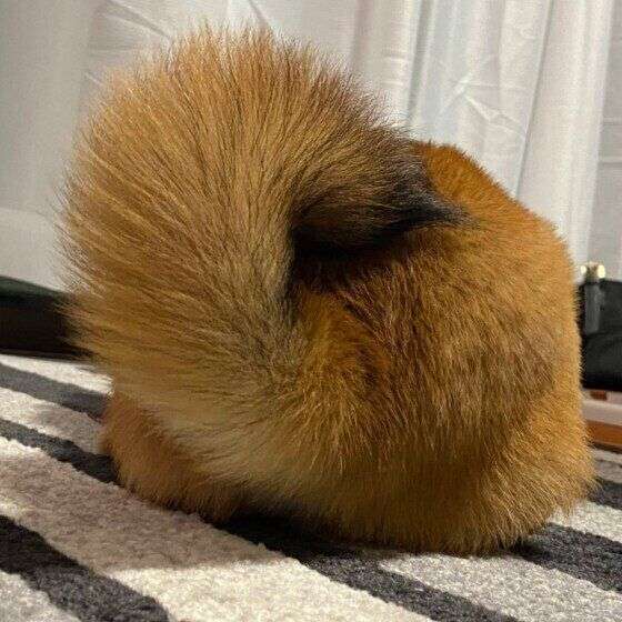 色んな尻尾が見たい！