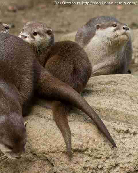 色んな尻尾が見たい！