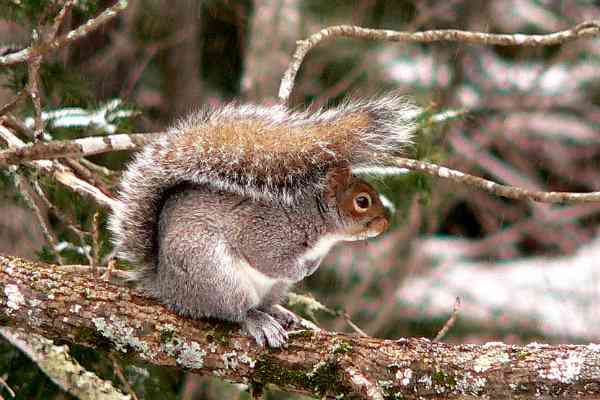 色んな尻尾が見たい！