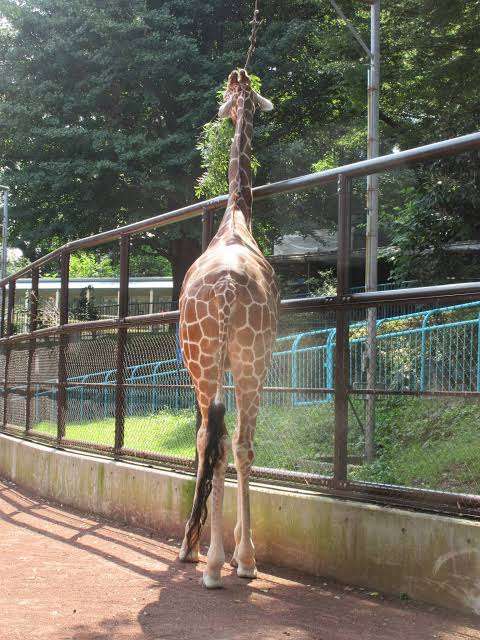 色んな尻尾が見たい！