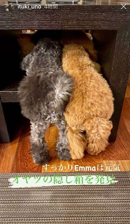 色んな尻尾が見たい！