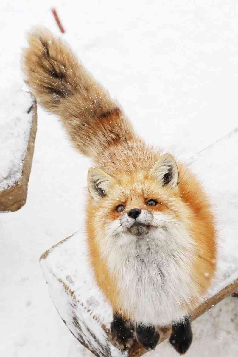 色んな尻尾が見たい！