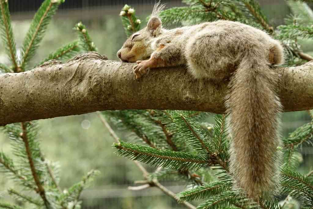 色んな尻尾が見たい！