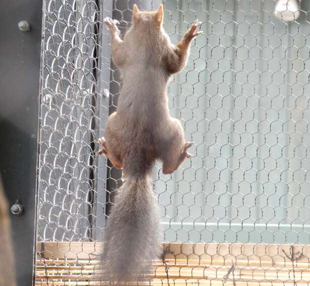 色んな尻尾が見たい！