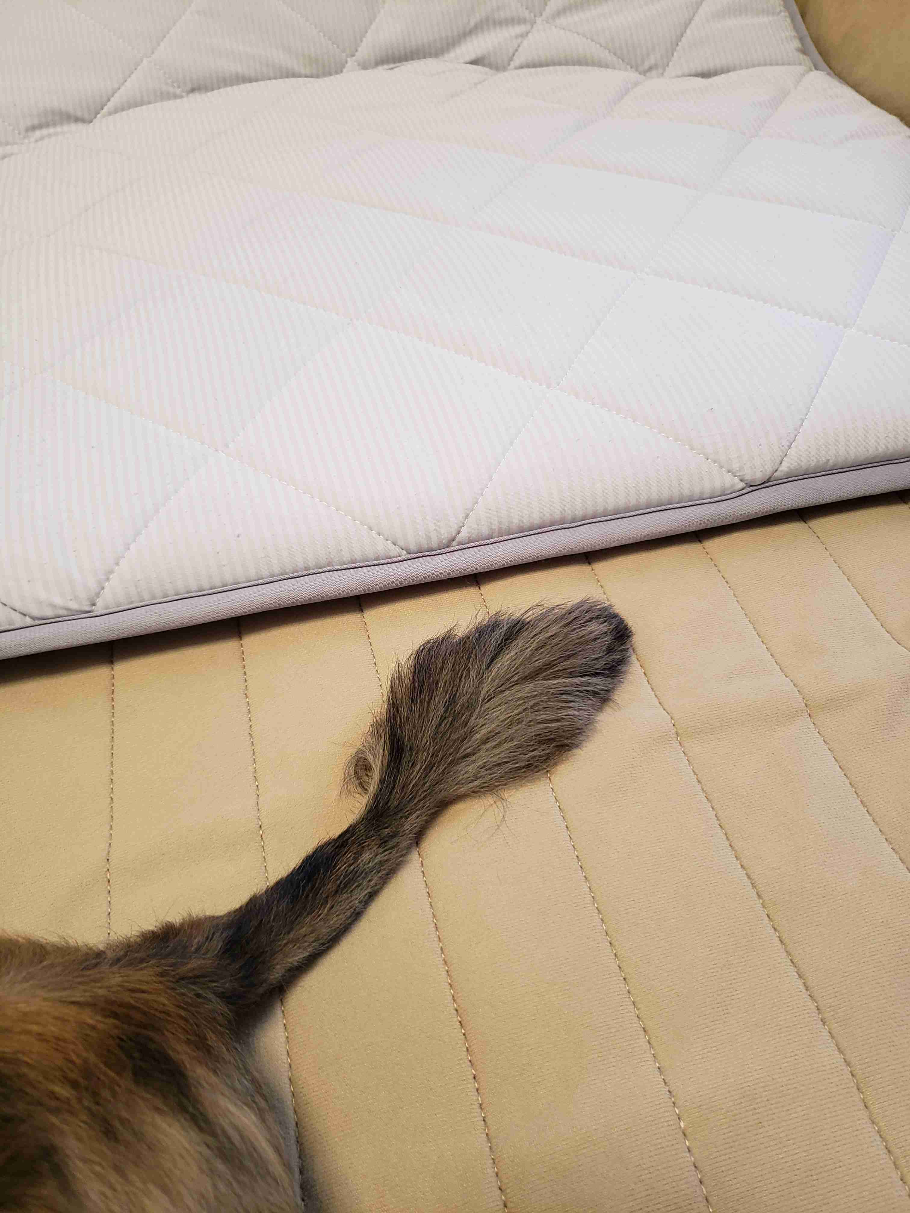 色んな尻尾が見たい！