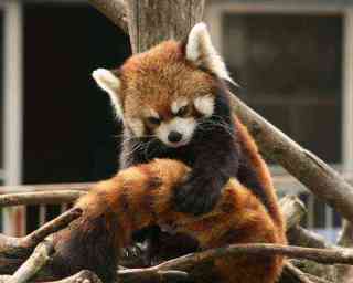 色んな尻尾が見たい！