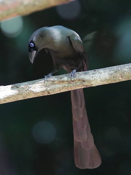 色んな尻尾が見たい！