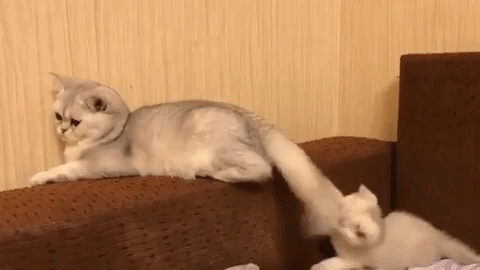 色んな尻尾が見たい！