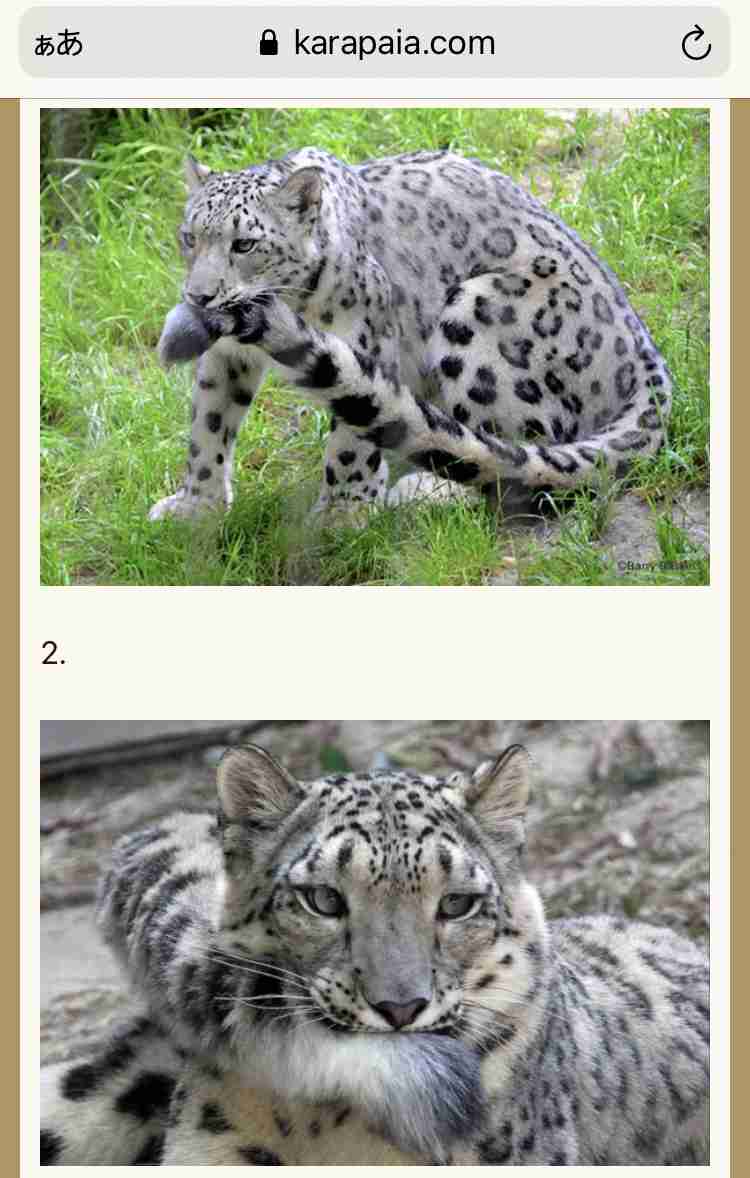 色んな尻尾が見たい！