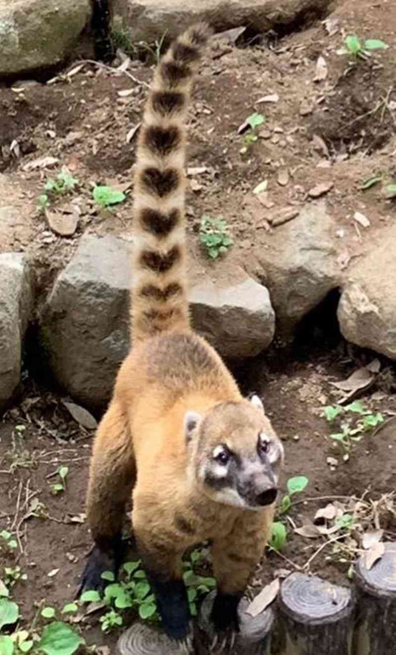 色んな尻尾が見たい！