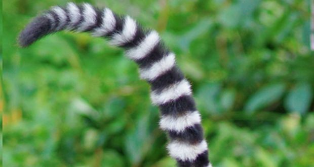 色んな尻尾が見たい！