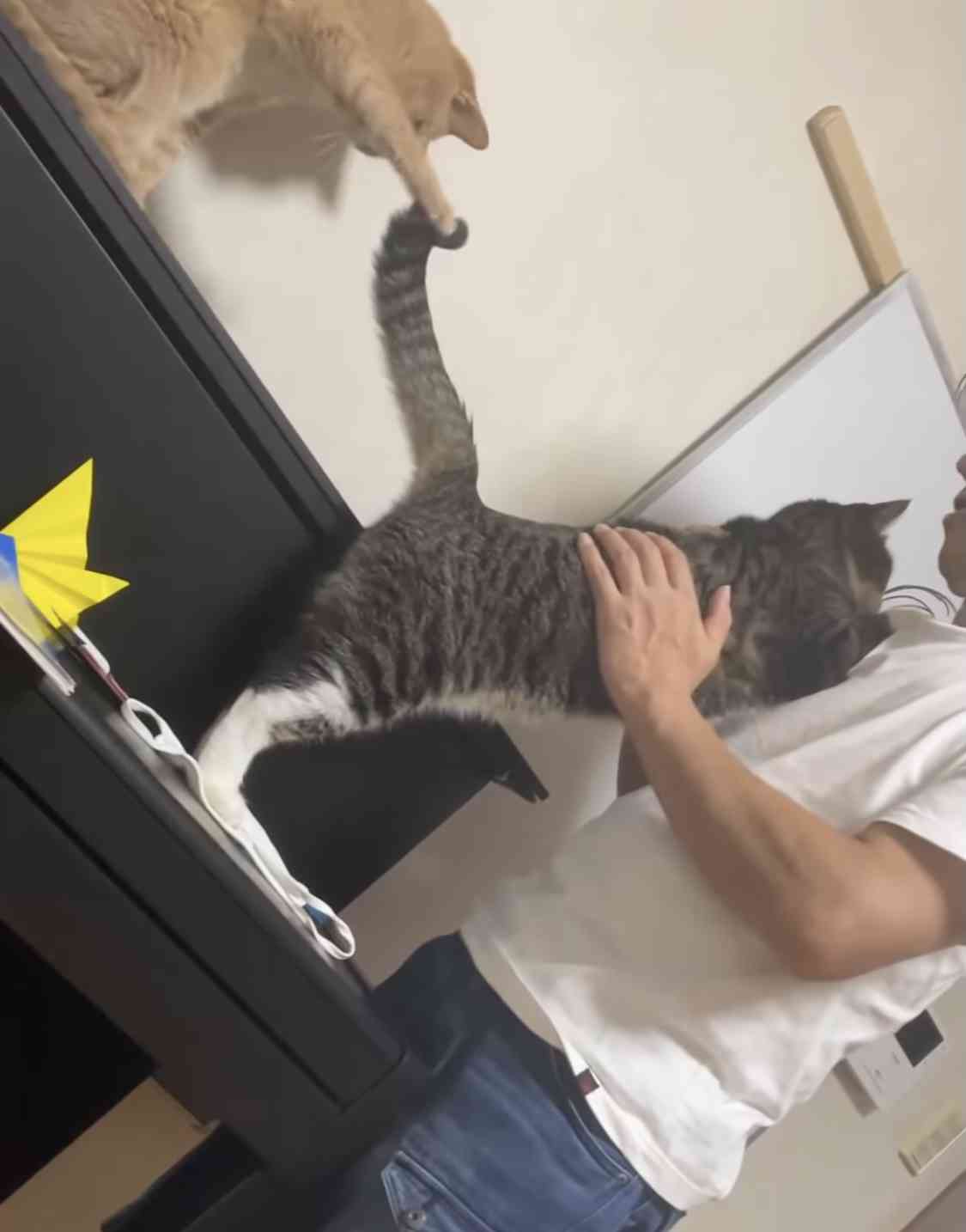 色んな尻尾が見たい！