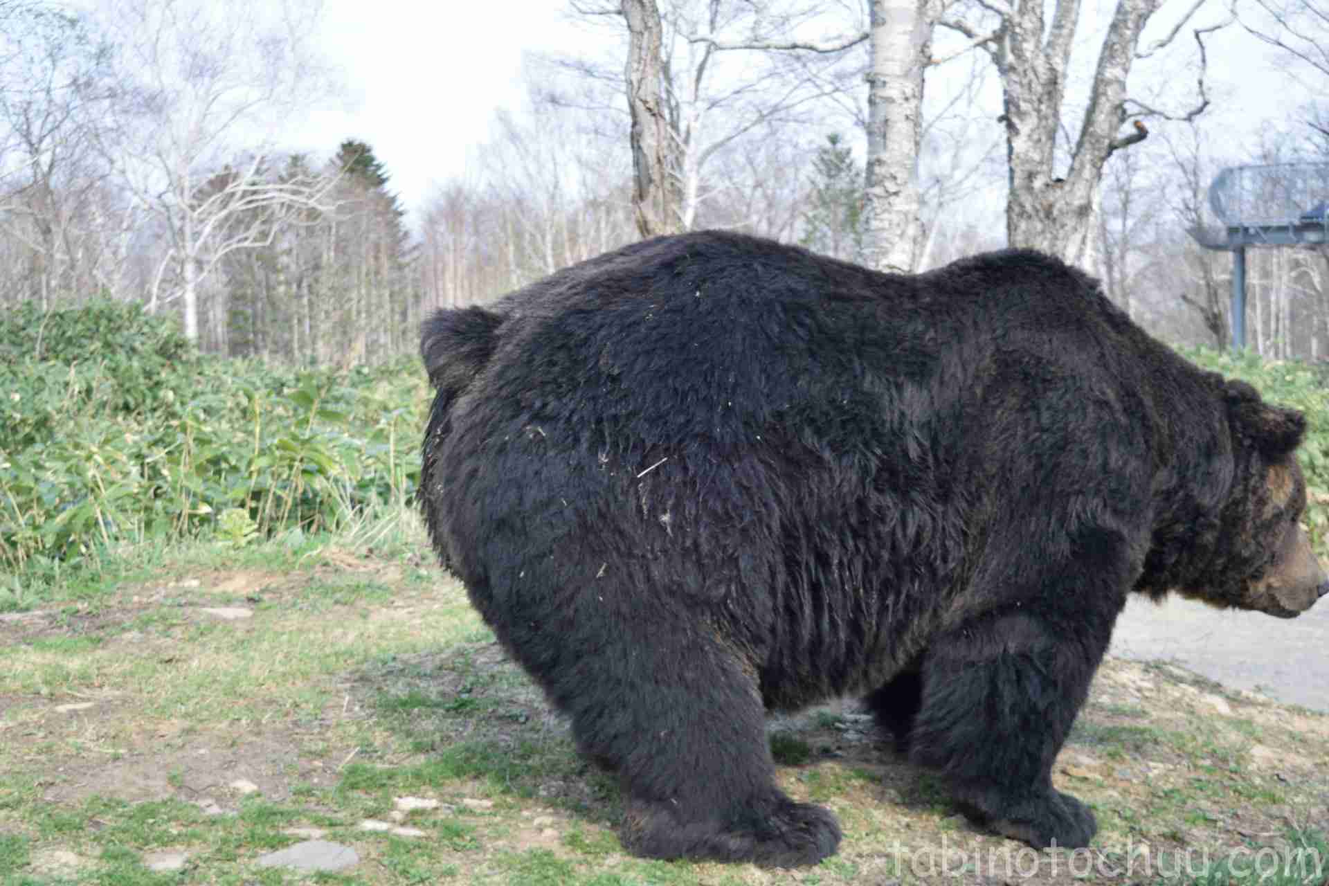 色んな尻尾が見たい！
