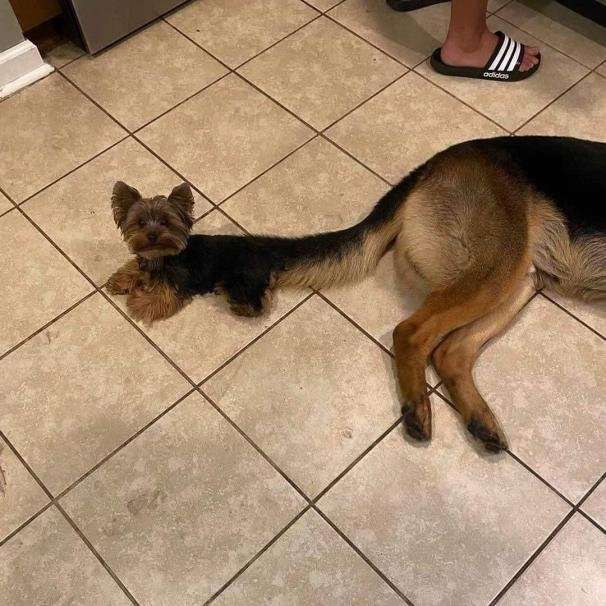 色んな尻尾が見たい！