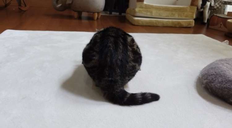 色んな尻尾が見たい！