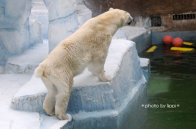 色んな尻尾が見たい！