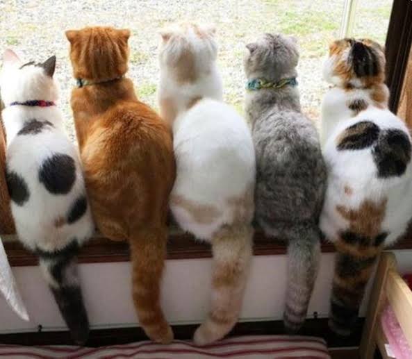 色んな尻尾が見たい！