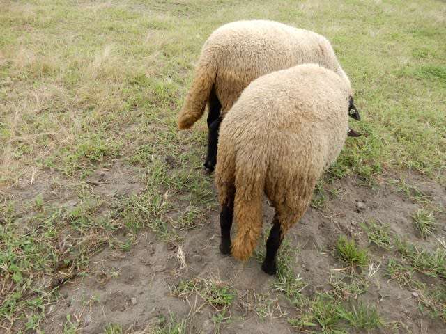 色んな尻尾が見たい！