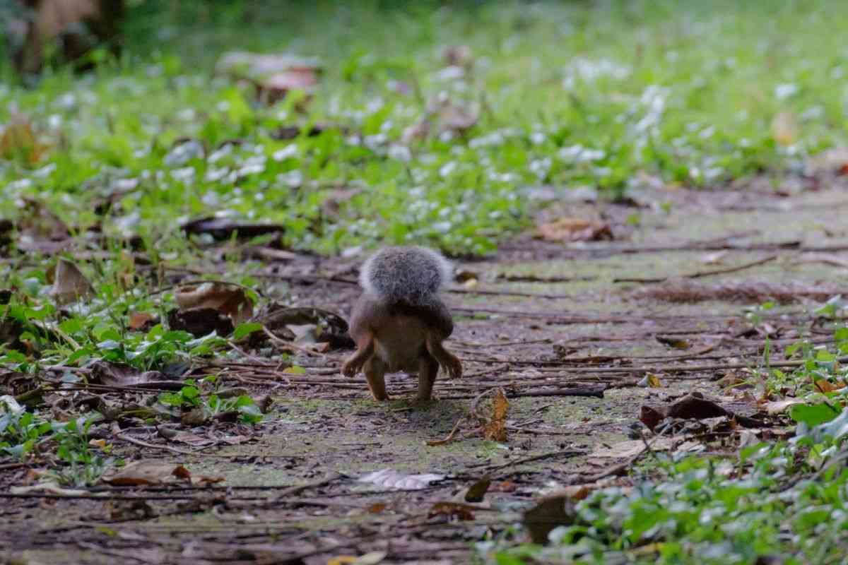 色んな尻尾が見たい！