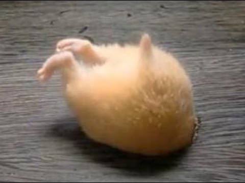 色んな尻尾が見たい！