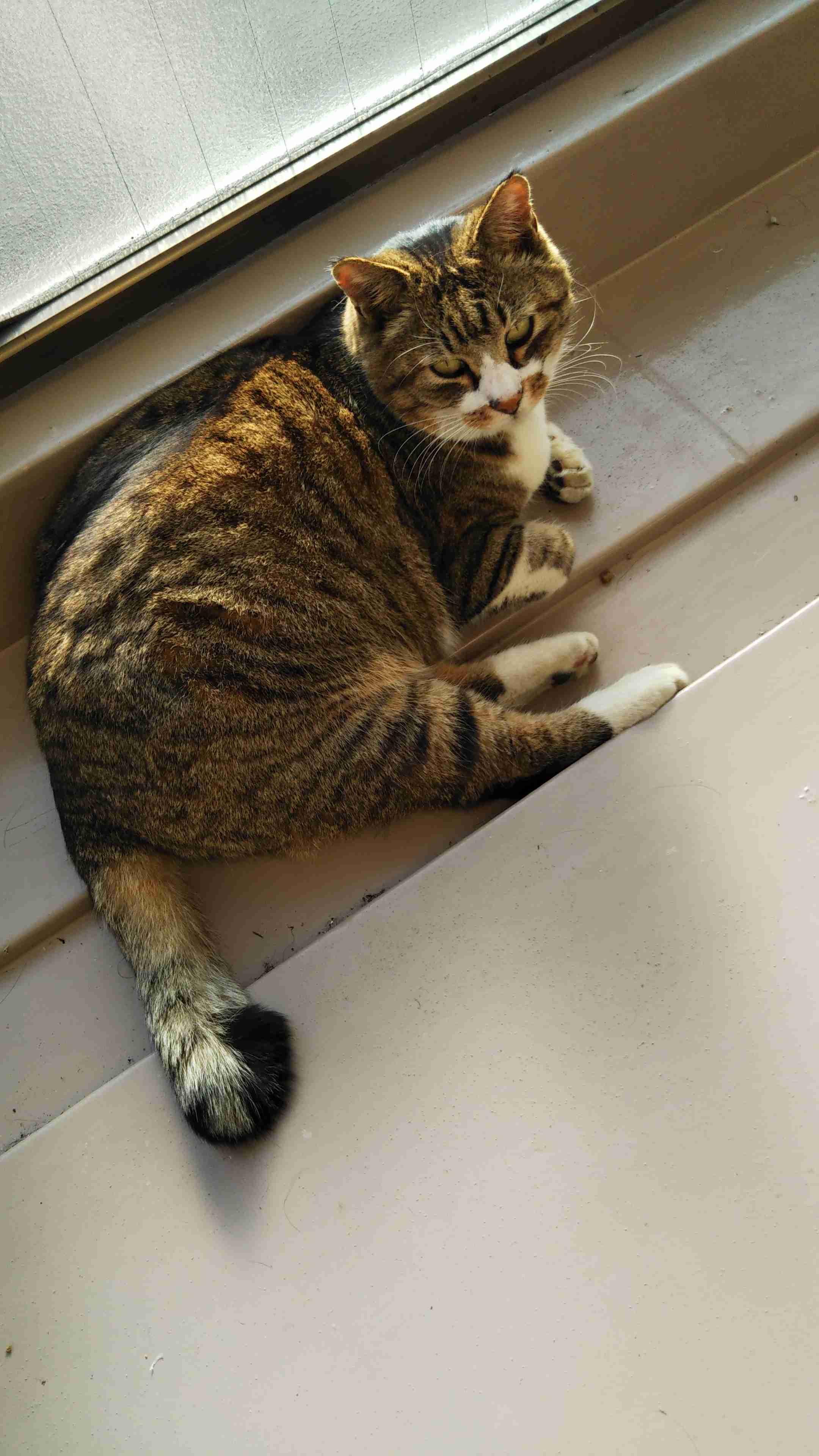 色んな尻尾が見たい！