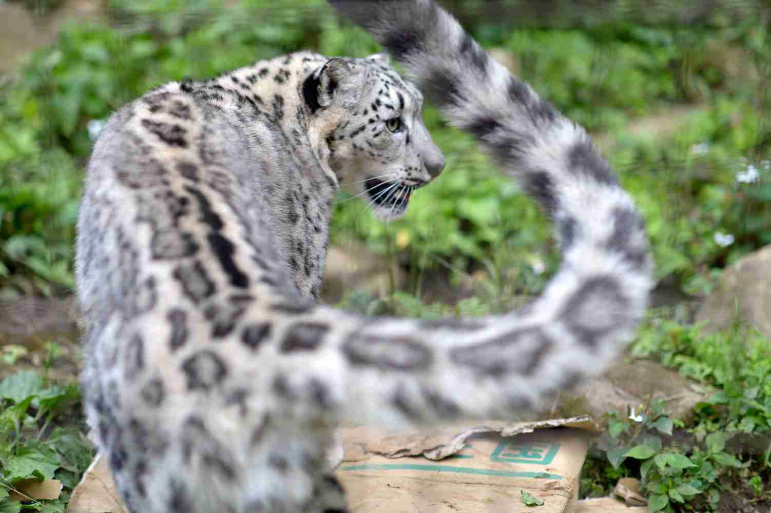 色んな尻尾が見たい！