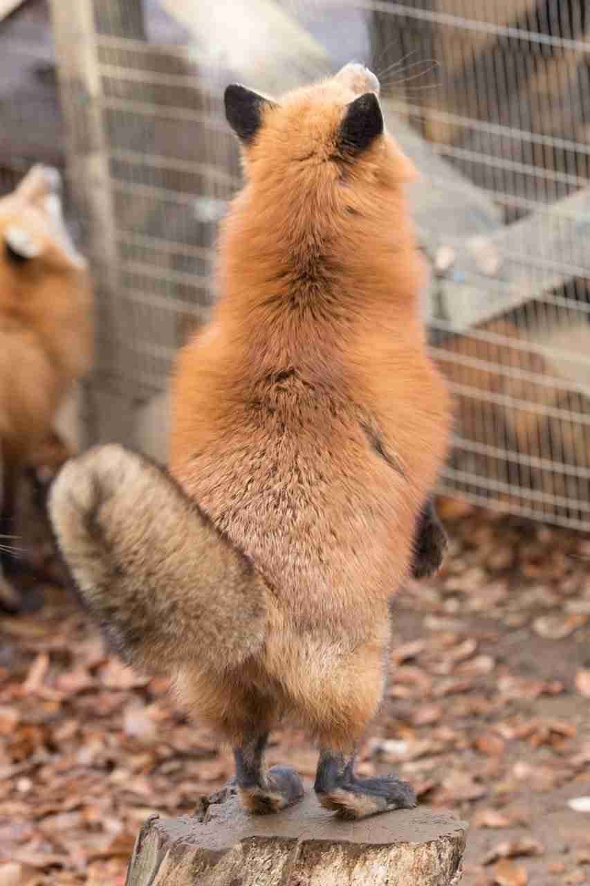 色んな尻尾が見たい！