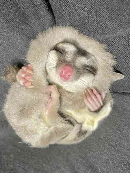 色んな尻尾が見たい！