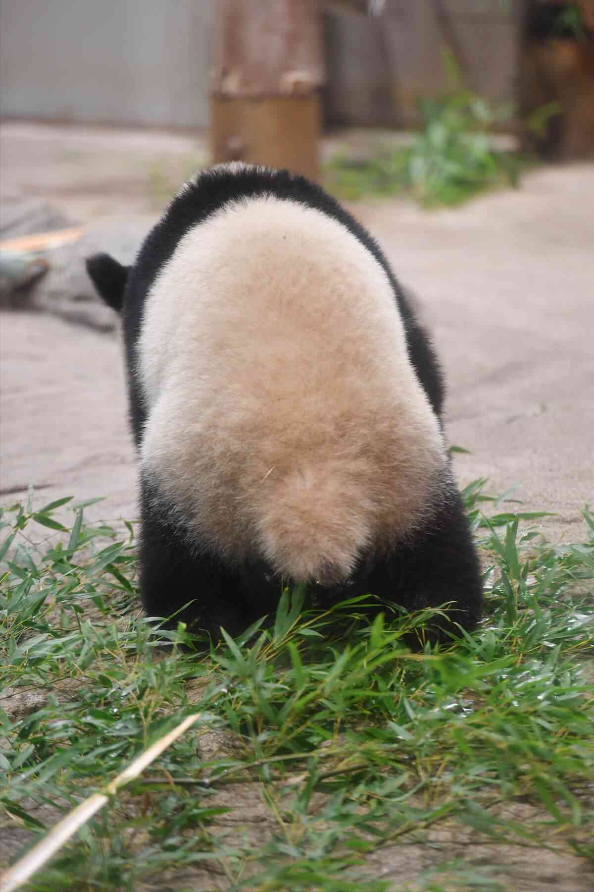 色んな尻尾が見たい！