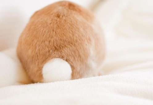 色んな尻尾が見たい！