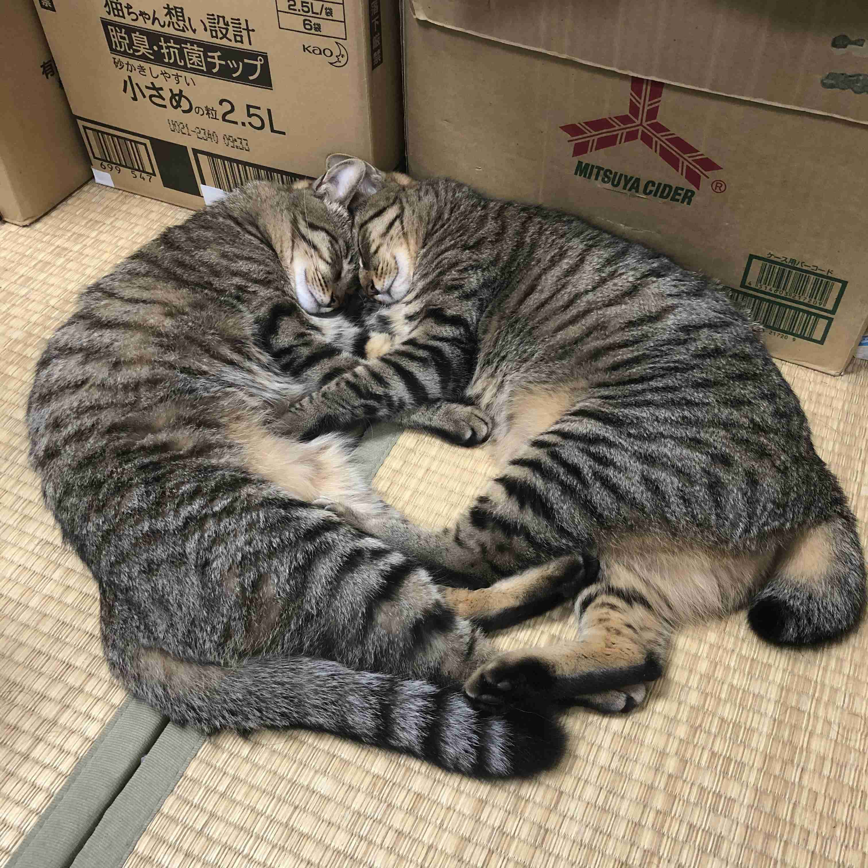 色んな尻尾が見たい！