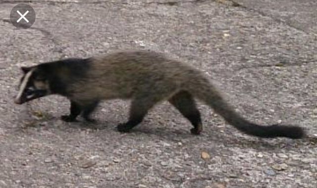 色んな尻尾が見たい！