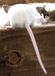 色んな尻尾が見たい！