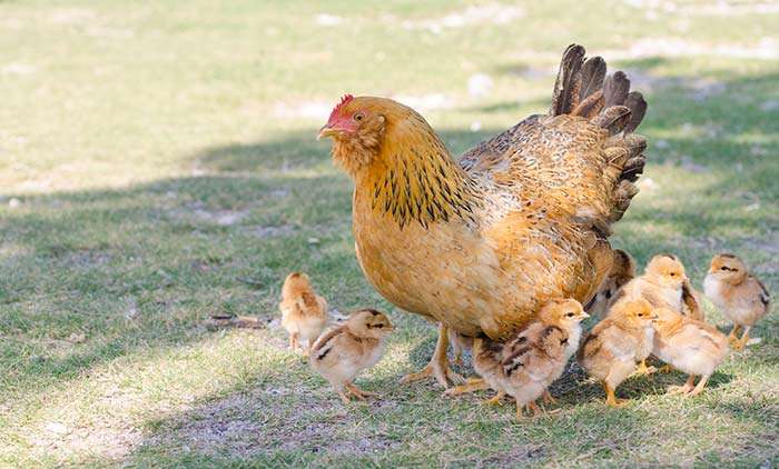 がんばれお母さん！8匹の子猫に平等にお乳を与える母猫の授乳スタイル