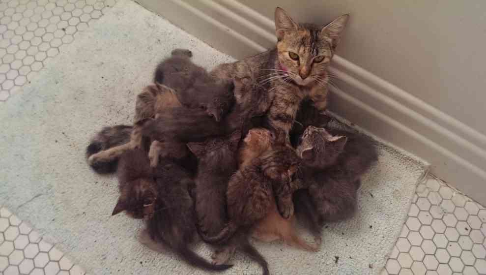 がんばれお母さん！8匹の子猫に平等にお乳を与える母猫の授乳スタイル