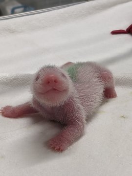 双子パンダはオスとメス 名前は一般公募で