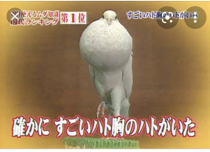【トリビアの泉】印象的なトリビア