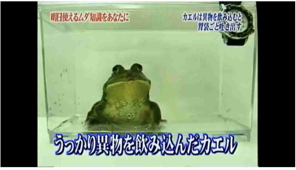 【トリビアの泉】印象的なトリビア