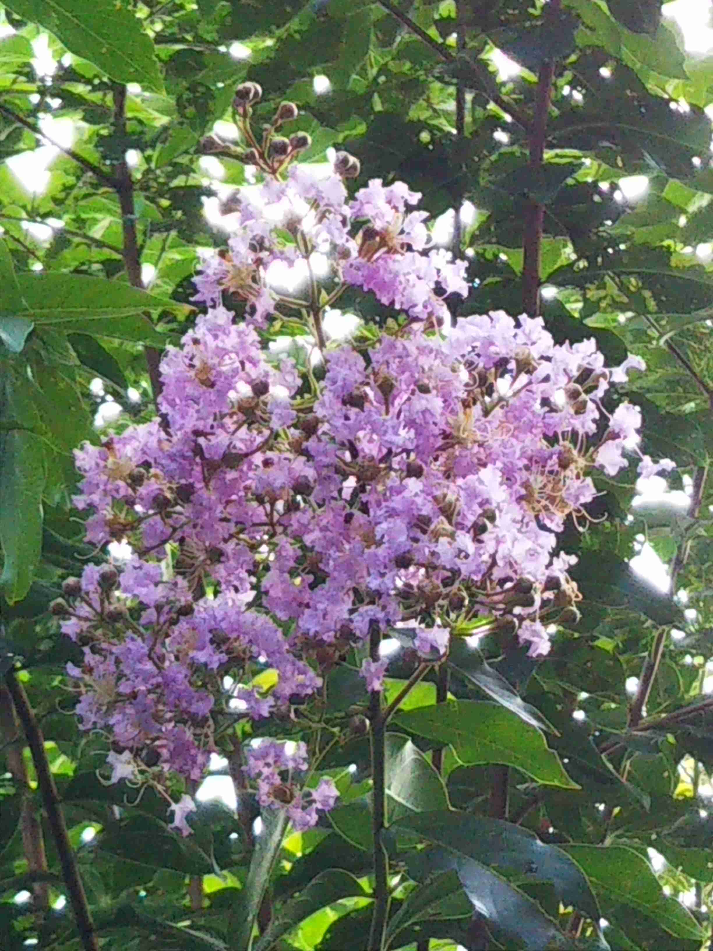 【ガーデニング】ガルちゃん園芸部【花・植物】part5