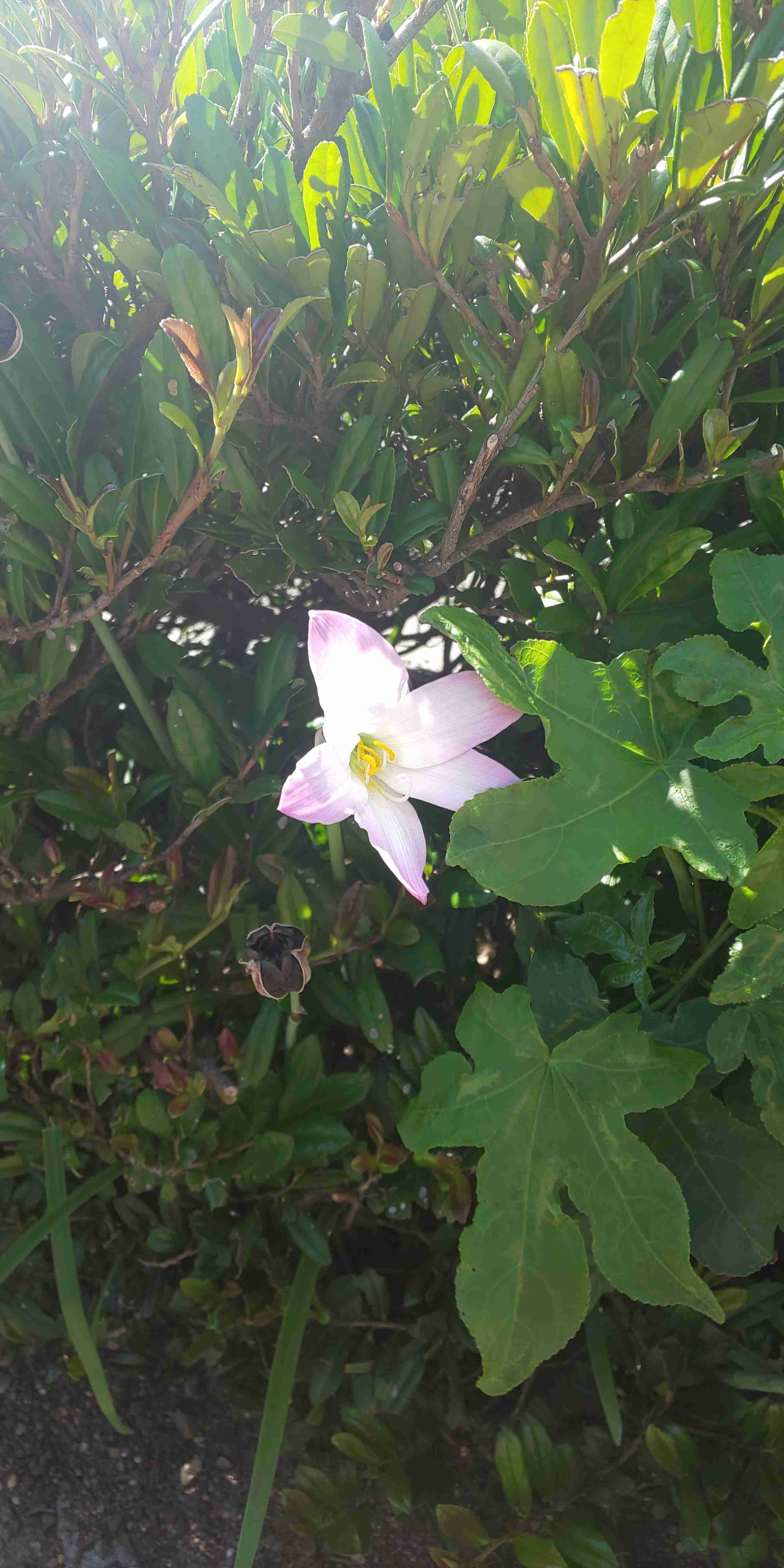 【ガーデニング】ガルちゃん園芸部【花・植物】part5