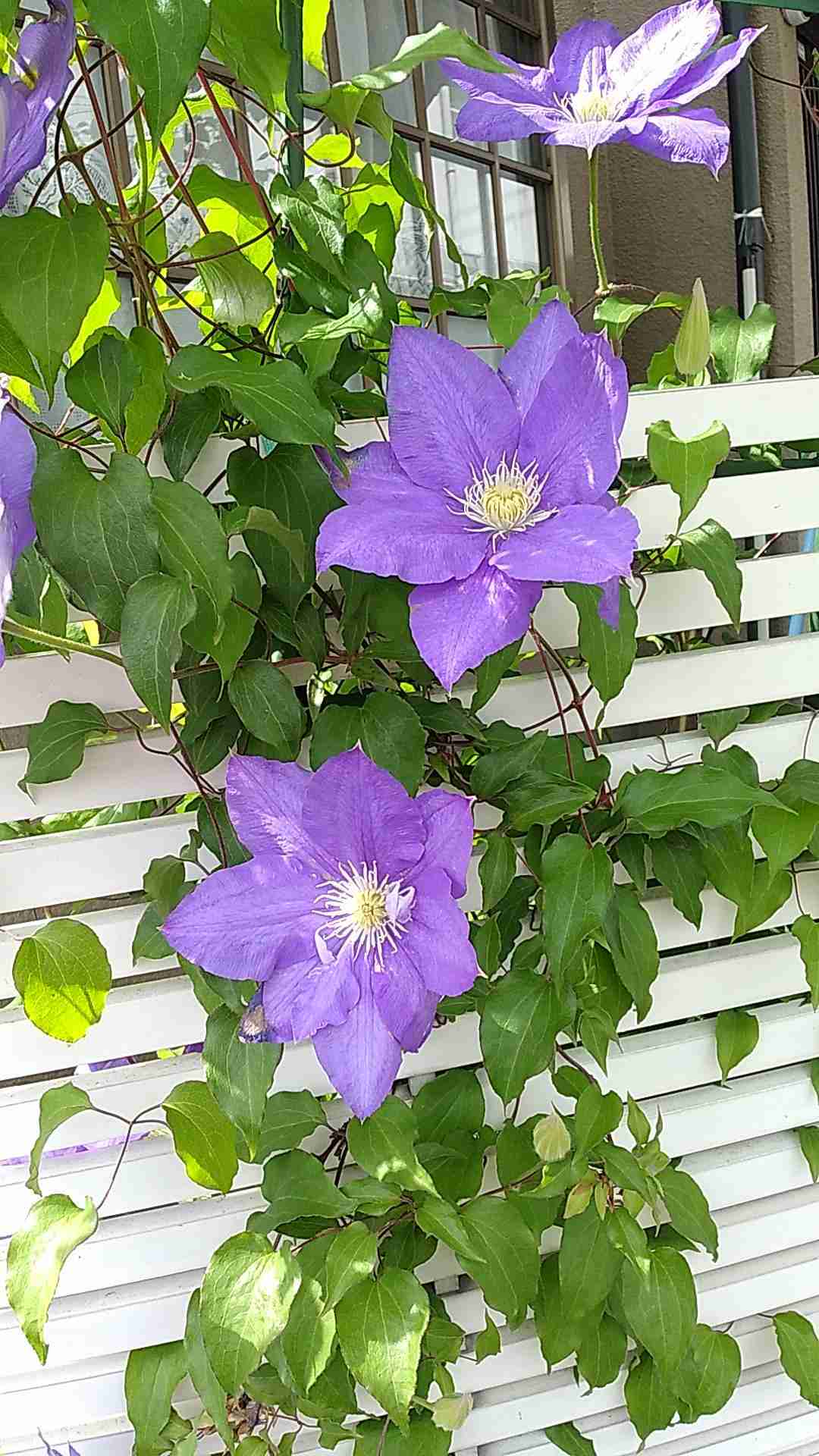 【ガーデニング】ガルちゃん園芸部【花・植物】part5