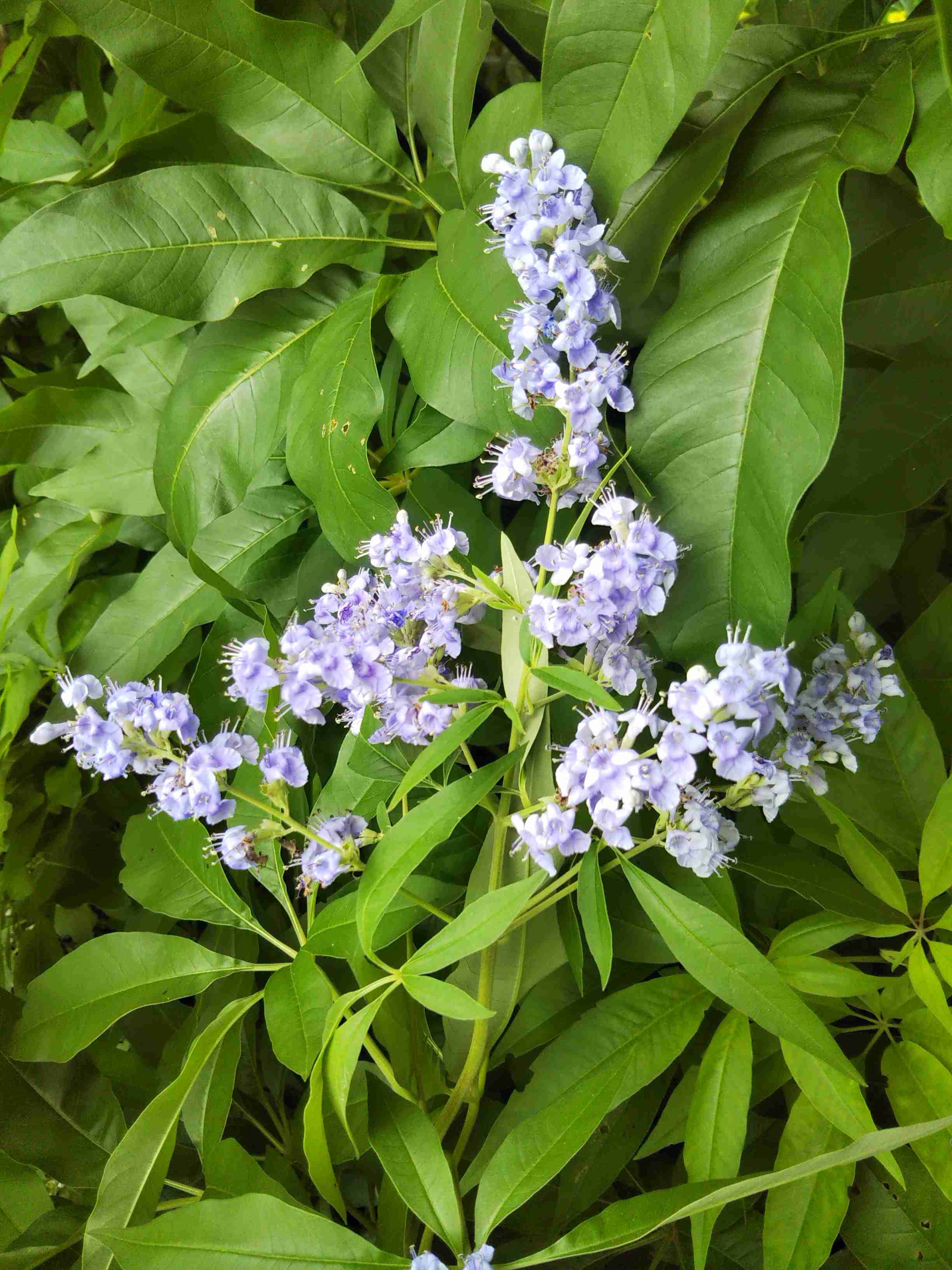 【ガーデニング】ガルちゃん園芸部【花・植物】part5