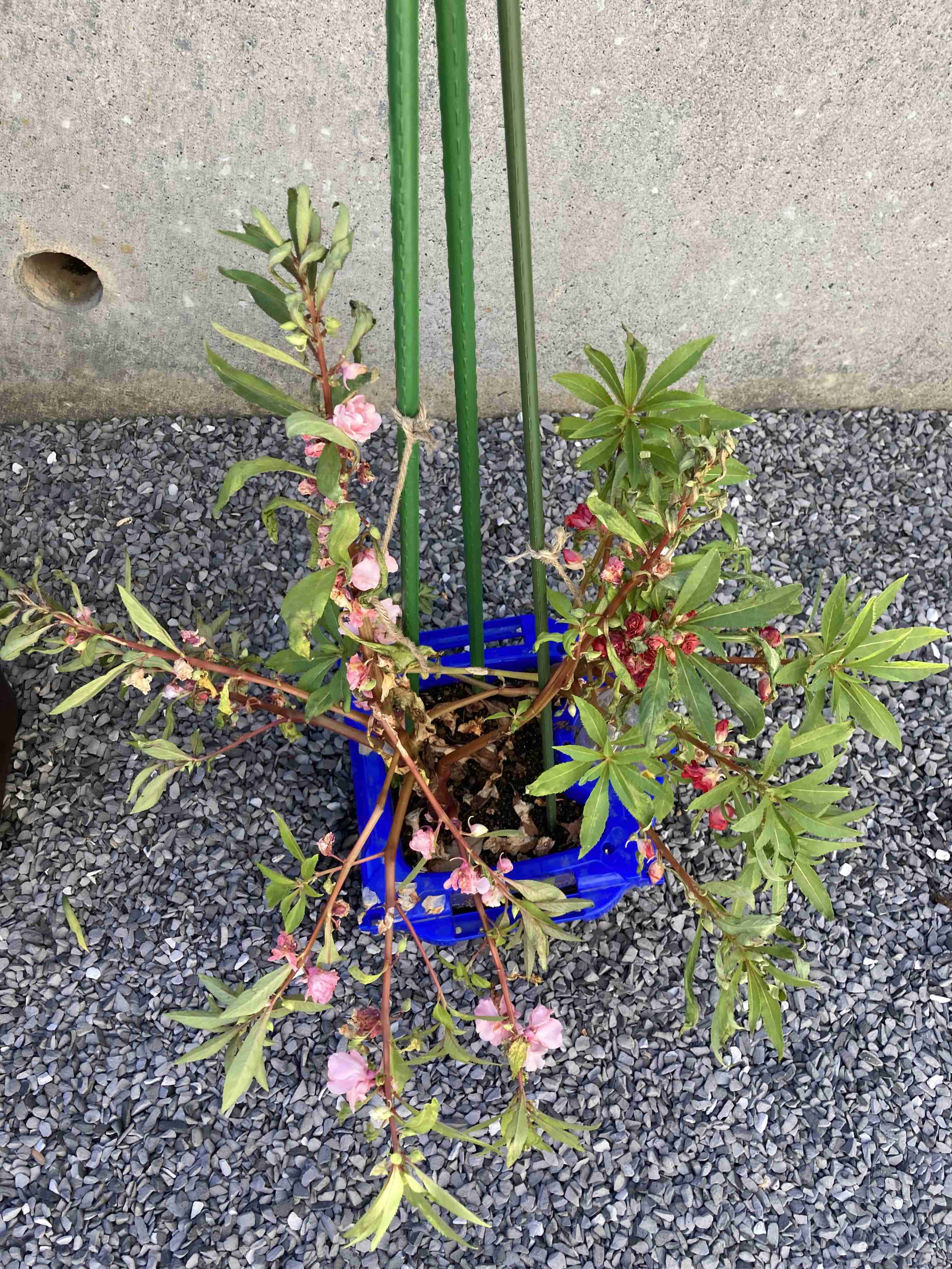 【ガーデニング】ガルちゃん園芸部【花・植物】part5
