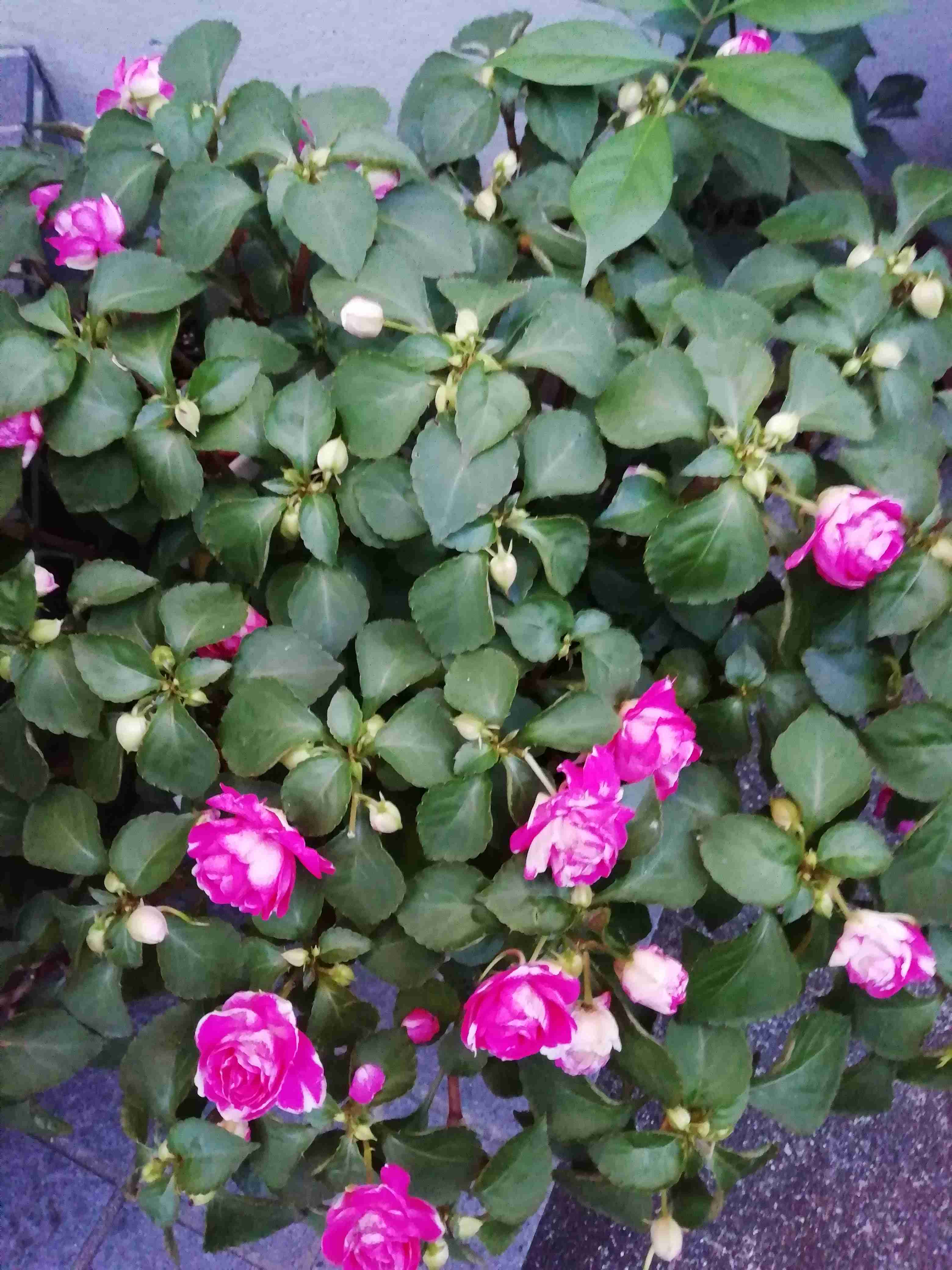 【ガーデニング】ガルちゃん園芸部【花・植物】part5