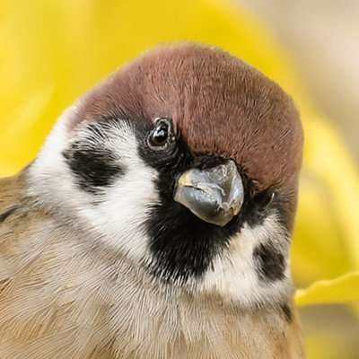 ツバメの糞被害