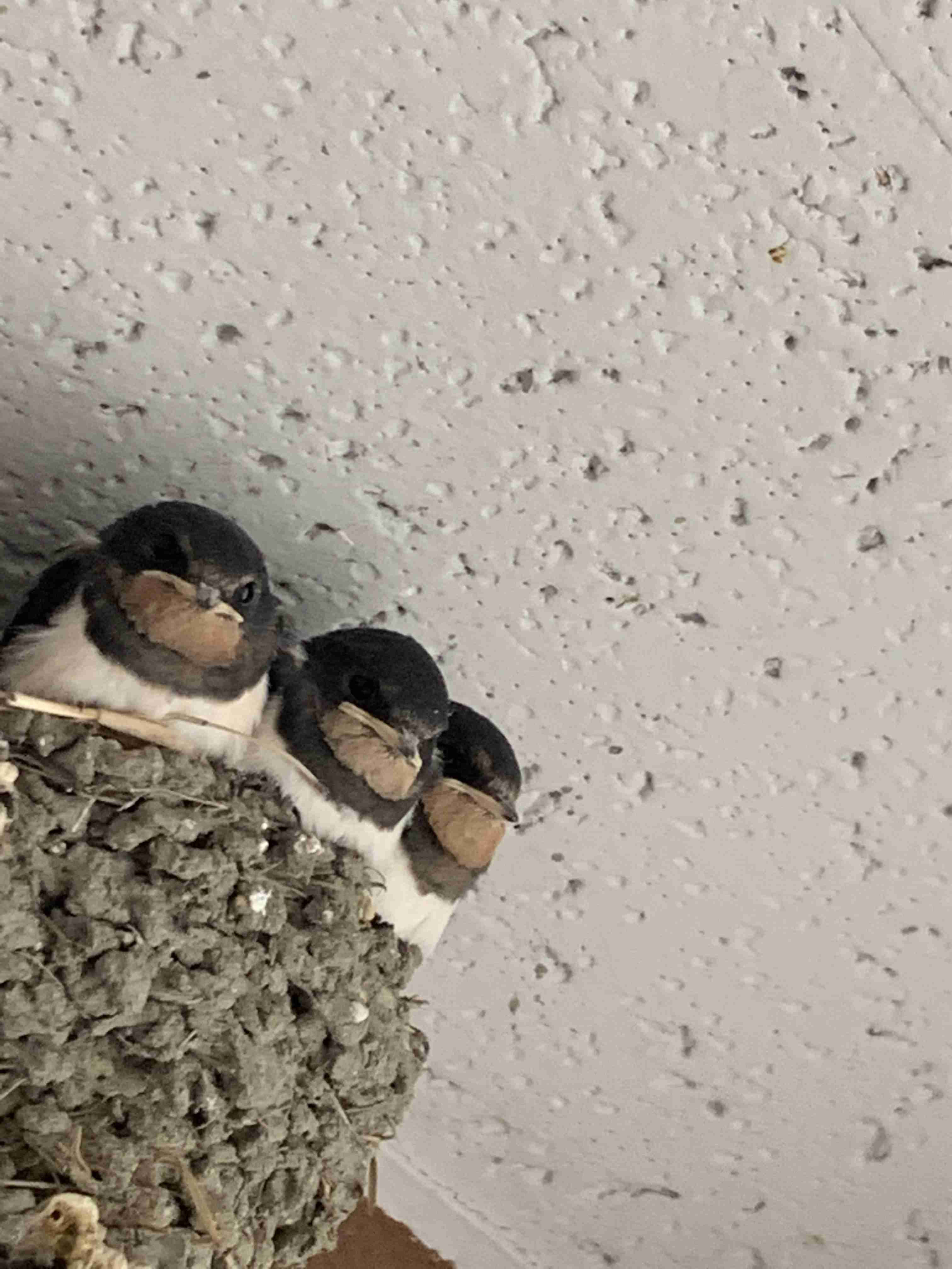 ツバメの糞被害