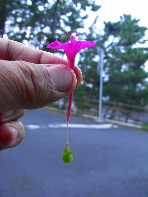 「この遊び忘れてた！」　猫じゃらしを逆さに握ってモミモミすると…懐かしすぎる光景に子供時代が蘇る