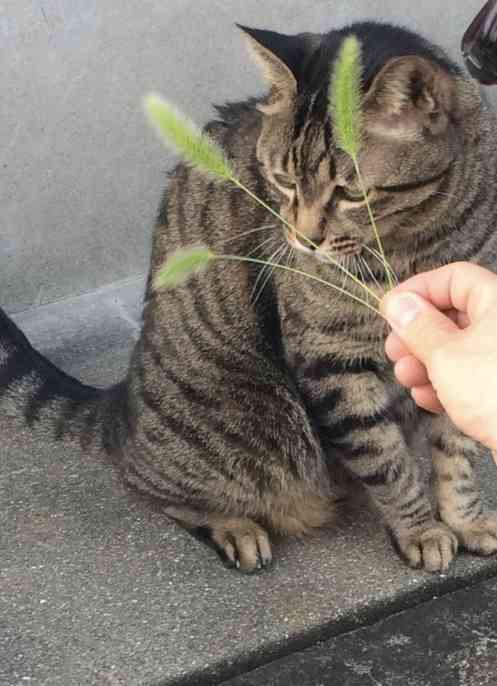 「この遊び忘れてた！」　猫じゃらしを逆さに握ってモミモミすると…懐かしすぎる光景に子供時代が蘇る